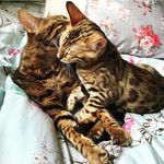 🐾 Winston & Ruby Bengals 🐾 - @winston_and_ruby_bengals - Instagram
