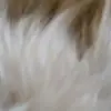 ava is awesome - @winstonruby1 - TikTok