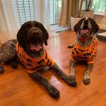 Meows + Ruby + Winston - @meows_ruby_winston - Instagram