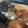 Roowinny - @ruby_winstondachound123 - TikTok