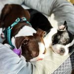 @ruby.winston.bostieswi - Instagram