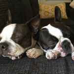 Ruby 👆 & 👆Winston - @ruby_and_winston_bt - Instagram