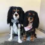 Ruby & Winston - @cavalier_queen_ruby_and_win - Instagram