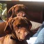 Ruby & Winston Murfitt - @rubyandwinston_ - Instagram