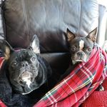 Ruby and Winston - @adventures_of_winby - Instagram