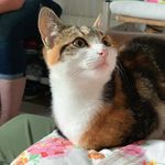 Ruby and Winston - @littlecatruby_and_winston - Instagram