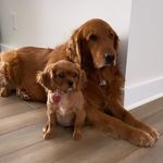 Ruby Anne and Maximus Winston - @rubyandmaxi - Instagram