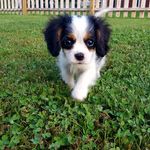 Ruby Mae, Kingston, Winston - @breesthreecavs - Instagram