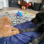 Ruby N Winston - @rubynwinstondoodlez - Instagram