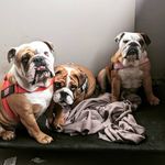 Ruby, Rose and Winston - @neville_bulldogsau - Instagram