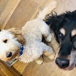 Winston & Ruby - @winston_and_ruby_goldendoodles - Instagram