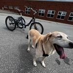 Winston & Ruby [The Trike Gang] - @rubywinston_trike - Instagram
