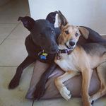 Winston+Ruby - @_winstonruby_ - Instagram