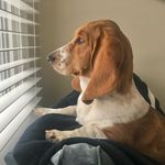 Ruby Winter - @ruby_bassethound - Instagram