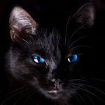 RůbyCat - @ruby_the_wolff - Instagram