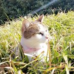 Ruby Woods Official - @rubythecampuscat - Instagram