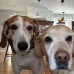 Ruby and Wyatt - @ruby.the.servicedog.and.wyatt - Instagram