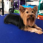 Ruby 💕 - @ruby.yorkshire - Instagram