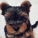 Ruby - @ruby._.york - Instagram