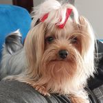 Ruby - @ruby.york.micro - Instagram