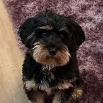 Ruby - @ruby.yorkipoo - Instagram
