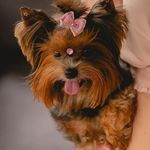 Ruby - @ruby.yorkshiree - Instagram