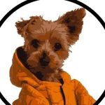 Ruby The Yorkie 🐾 - @ruby_yorkie - Instagram