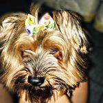 @rubyyorkdog - @ruby_york_dog - Instagram