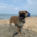 Rudolph Anorve Lopez - @itsrudolphthepug - Instagram