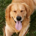 Rudy Becker - @rudy.the.golden - Instagram