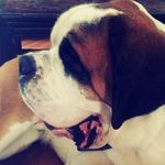 Rudy❤️ - @rudy_st_bernard - Instagram