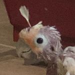 Rudy Quinn and Gang 🐥🐣🕊🐦🐤🐦 - @rudy_and_crew - Instagram