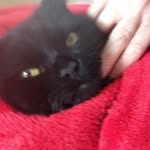 RudyEdwardsTheCat - @rudythecat1000 - Instagram
