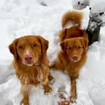 Rudy & Higgins 🦊🦊 - @toller_two - Instagram