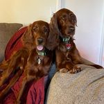 Lady Jane & Rudy John - @ladyandrudytheirish - Instagram