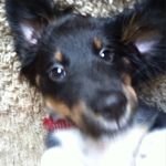Rudy Mitchell - @rudy_best_dog_ever - Instagram