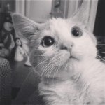 Rudy Romo - @rudy_the_kitty - Instagram