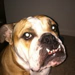 Rudy Schultz - @rudy_the_bulldog - Instagram