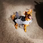 Rudy "the tude" Schultz - @rudedude702 - Instagram