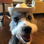 Rudy P Scott - @the_terrier_mutt_rudy - Instagram