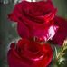 Rufina Torres - Facebook