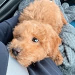 Rufino Sánchez Osorio - @rufino.poodletoy - Instagram