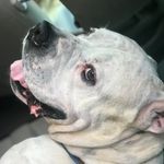 🦴Rufus🦴 - @rufus_abbott - Instagram
