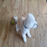 @rufus.bennett.dog - Instagram