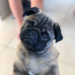 Rufus Bennett - @rufusthepuglet - Instagram