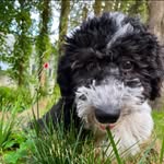 Rufus Bennett - @mr.rufus_the_sheepadoodle - Instagram