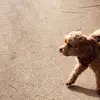 Rufus Sebastion Bennett - @rufus_doggy2021 - TikTok