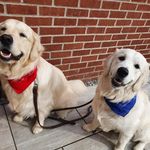 Rufus & Toby 🐕❤️ - @rufus_mufasa_burns - Instagram