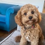 Rufus Campbell - @rufus_the_cavapoo1 - Instagram