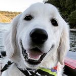 Rufus Campbell - @goodboyruf - Instagram